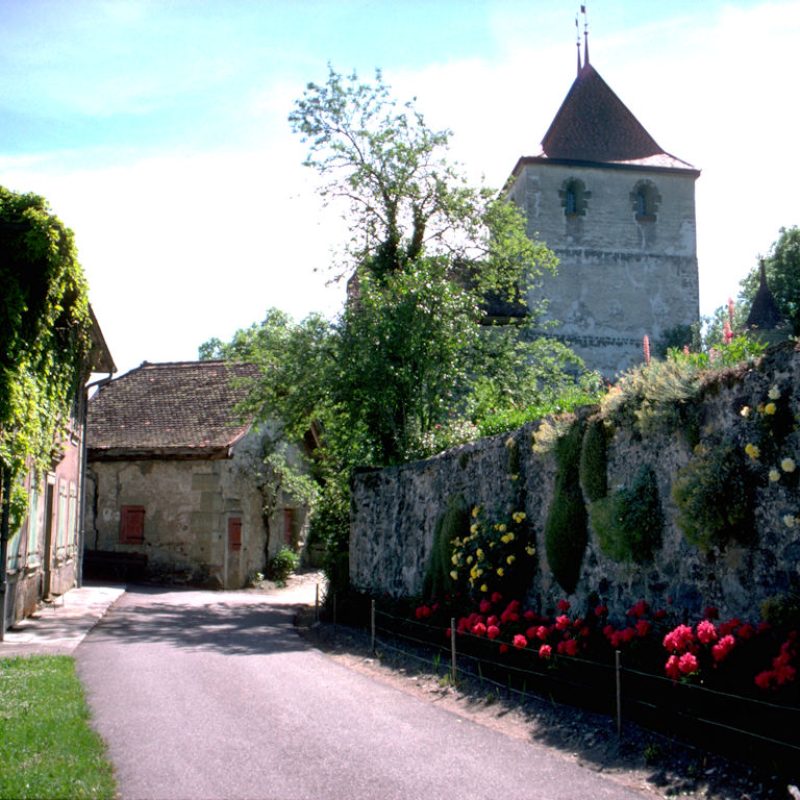 Rue-141